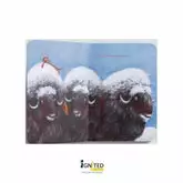 Ciacio at the Pole - Ignited Minds